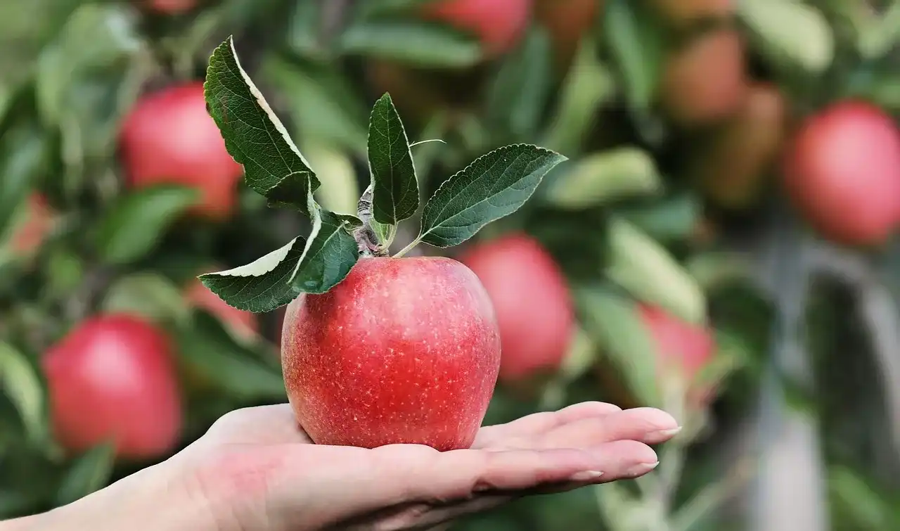 האם פחמימות באמת משמינות?
